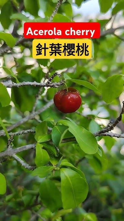 西印度櫻桃風水|樂心栽花Happy to plant: 西印度櫻桃~形巧色豔果香像。